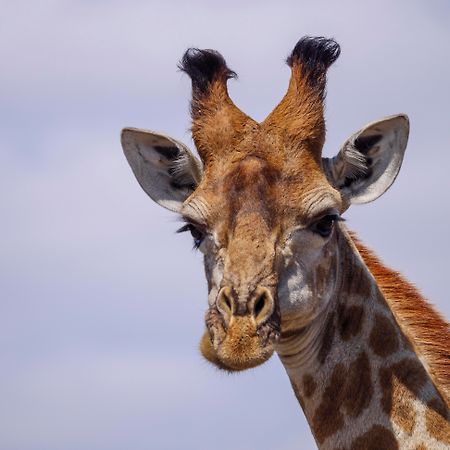 Nkomazi Game Reserve By Newmark Badplaas Εξωτερικό φωτογραφία