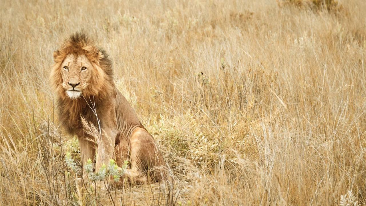 Nkomazi Game Reserve By Newmark Badplaas Εξωτερικό φωτογραφία