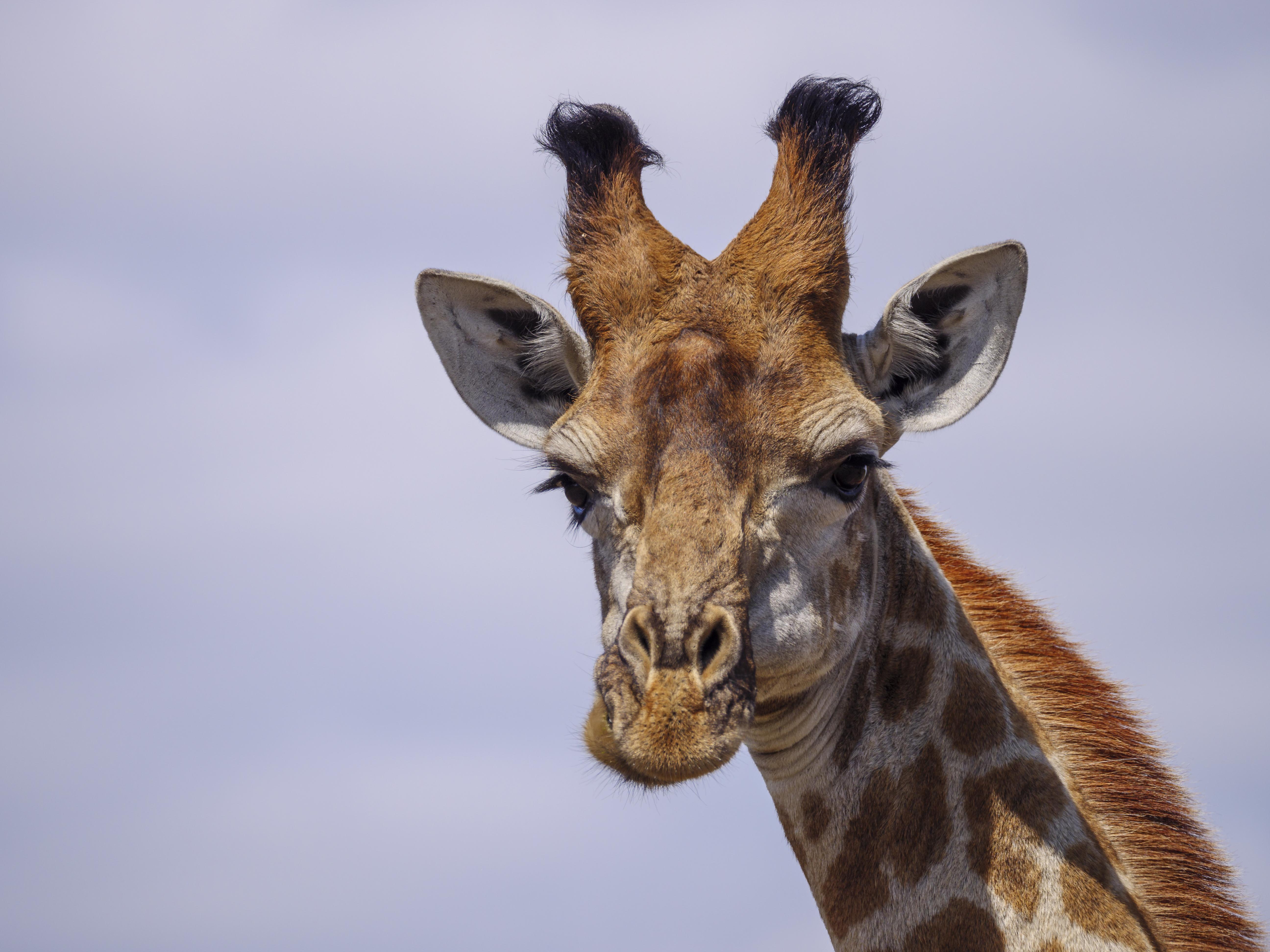 Nkomazi Game Reserve By Newmark Badplaas Εξωτερικό φωτογραφία
