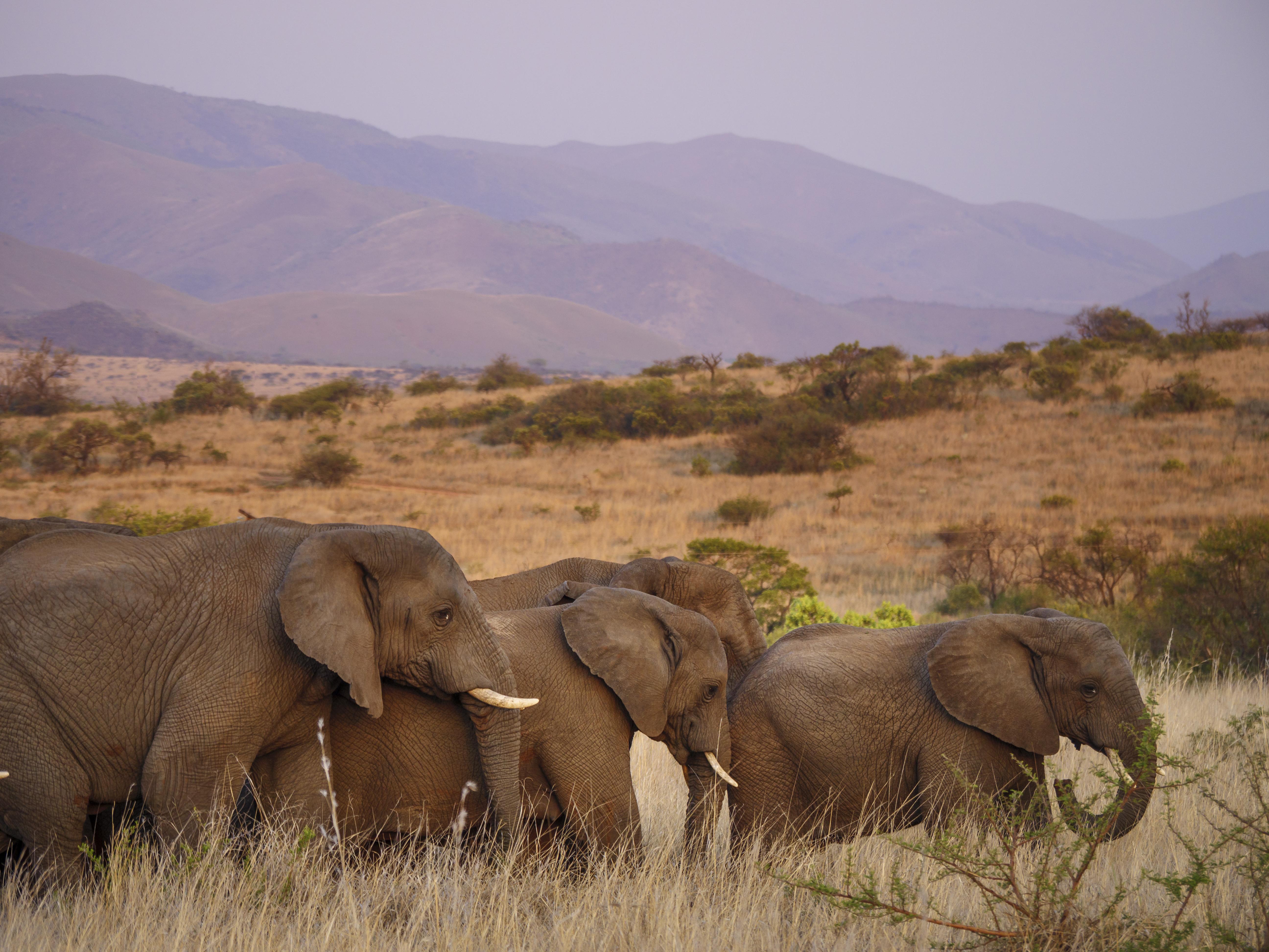 Nkomazi Game Reserve By Newmark Badplaas Εξωτερικό φωτογραφία