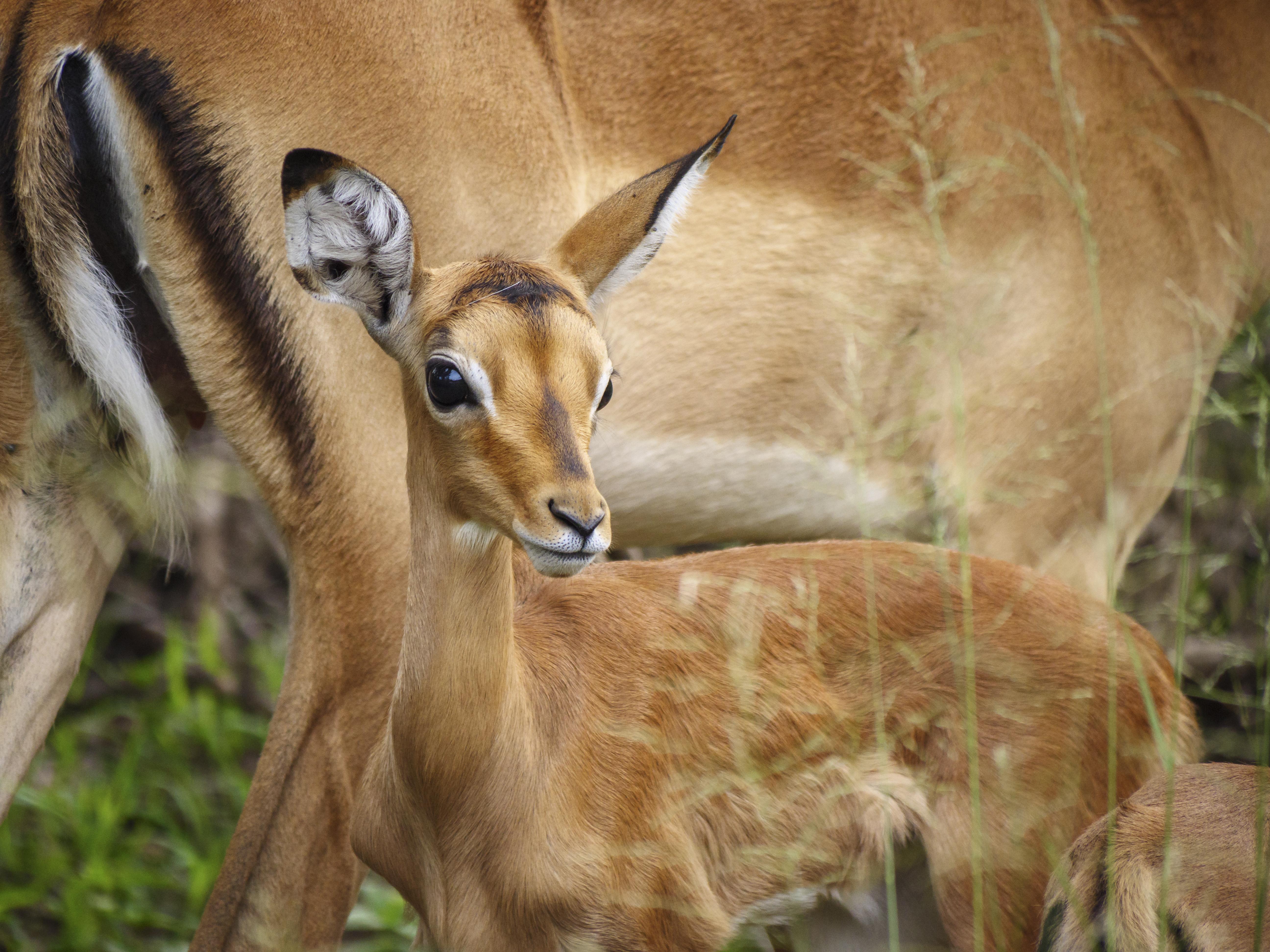 Nkomazi Game Reserve By Newmark Badplaas Εξωτερικό φωτογραφία