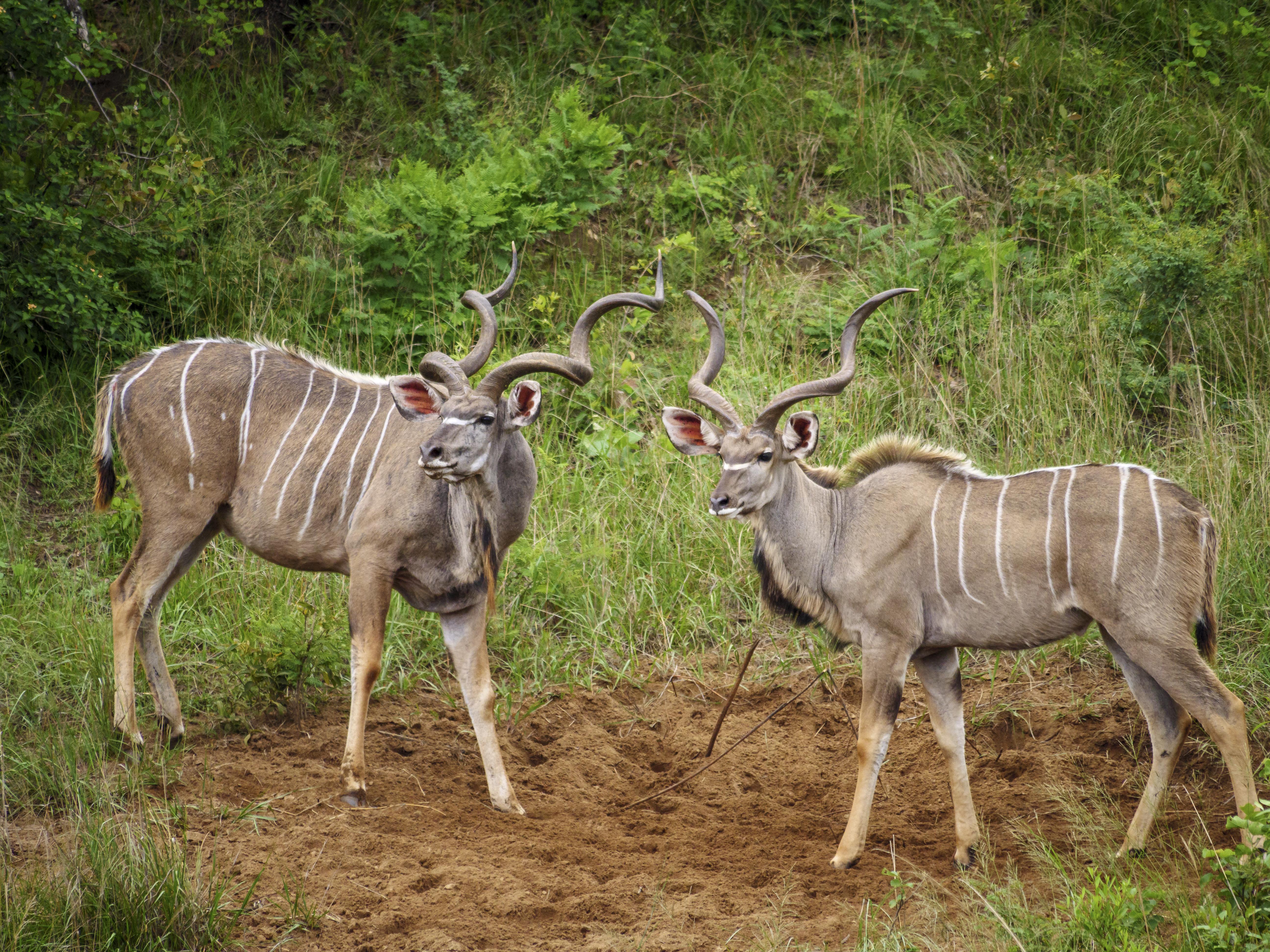 Nkomazi Game Reserve By Newmark Badplaas Εξωτερικό φωτογραφία